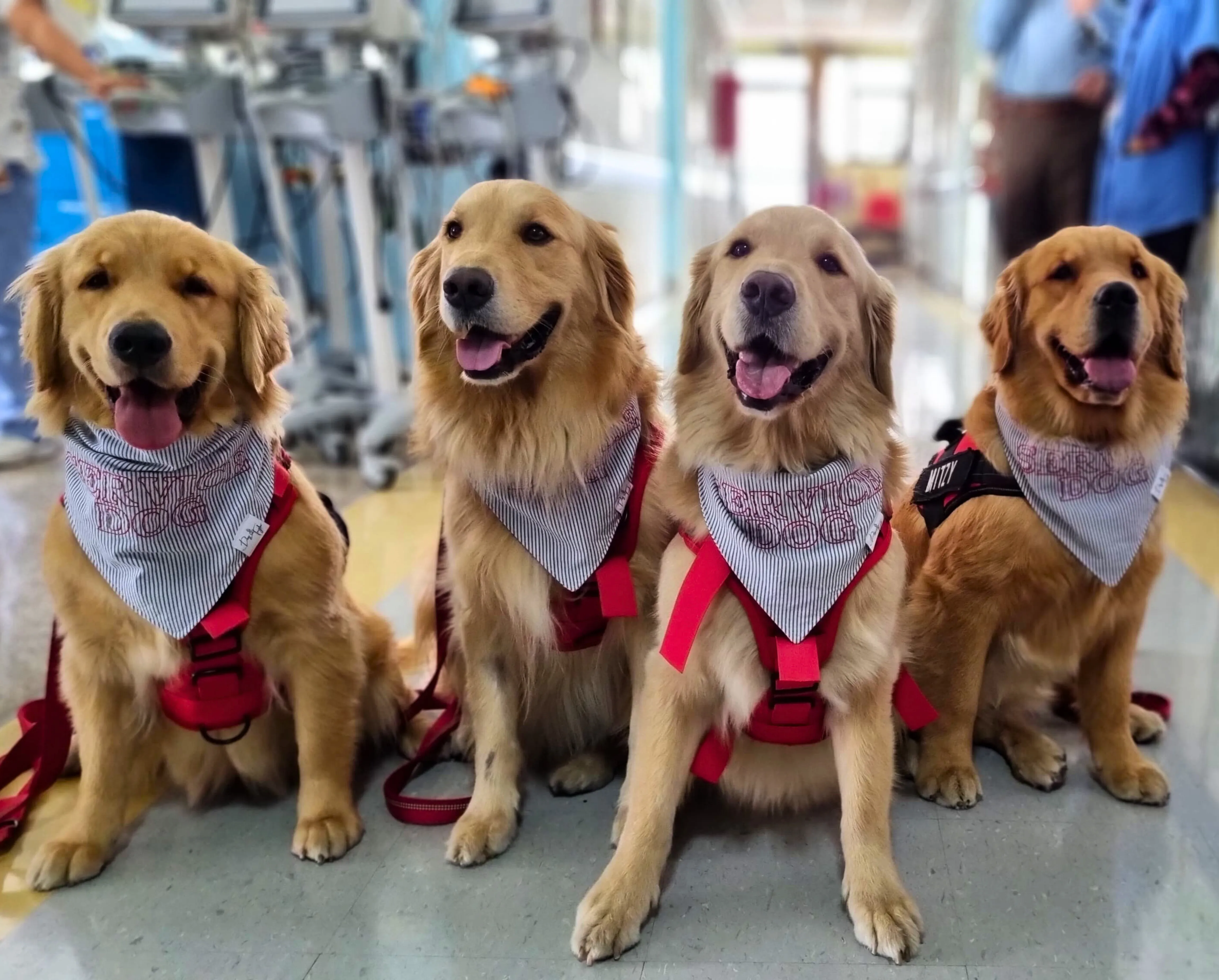 Service Dog Bandana