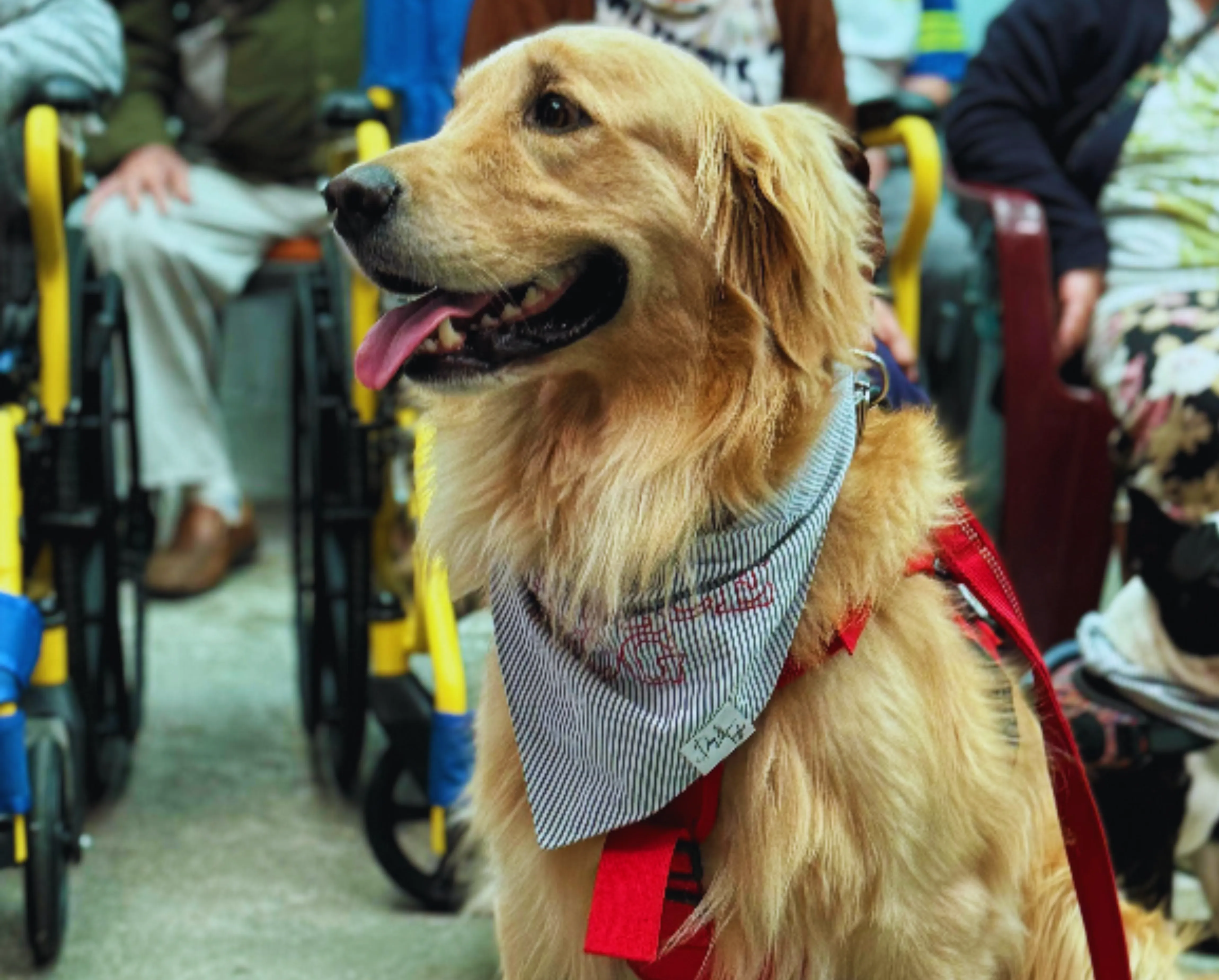 Service Dog Bandana